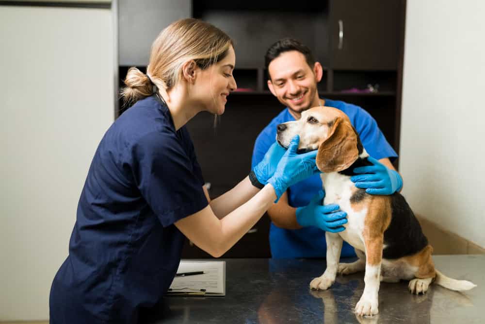 Técnico em Veterinária